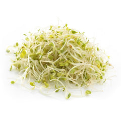 Alfalfa Sprouts