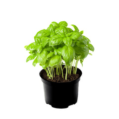 Basil