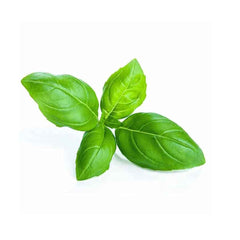 Basil