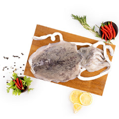 Cuttle Fish