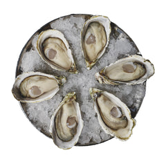 Live Oysters