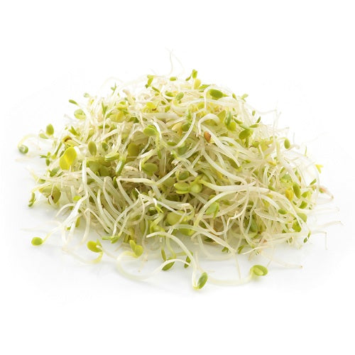 Alfalfa Sprouts