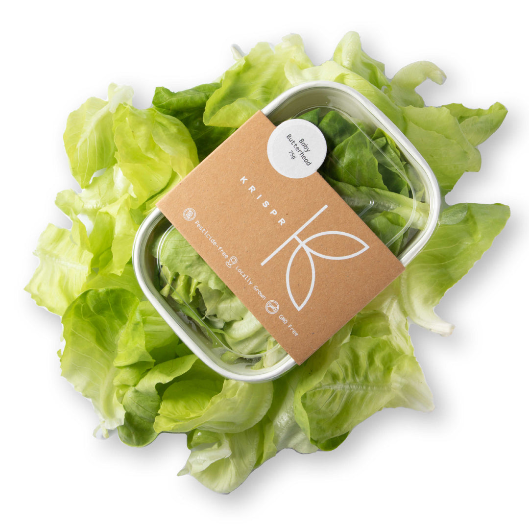 Baby Butterhead Lettuce