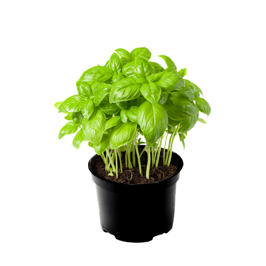 Basil