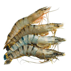 Black Tiger Prawns